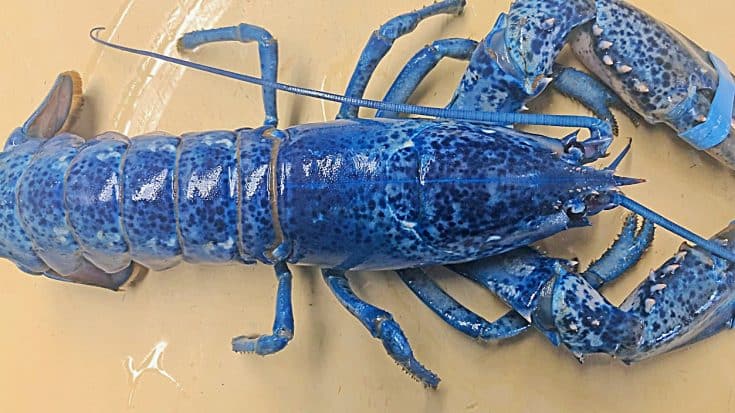 Rare Blue Lobster Found At Restaurant – Only 1 in 2 Million Are Blue | Country Music Videos