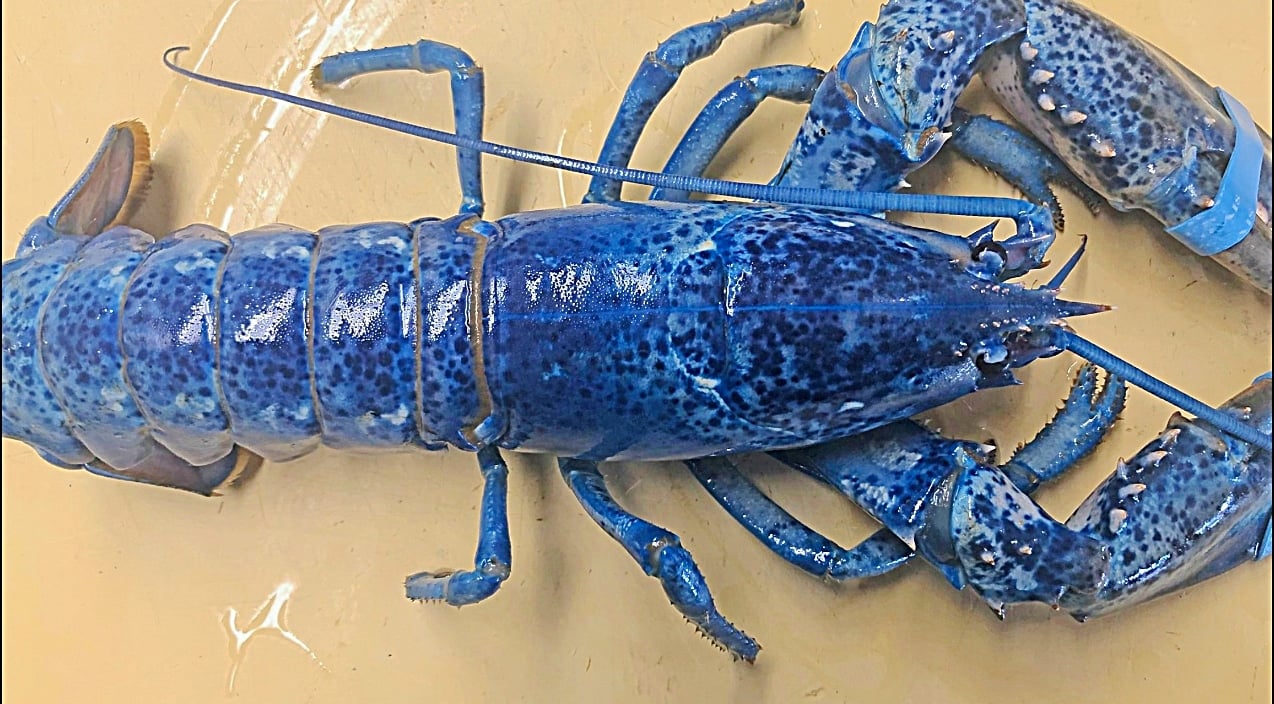 Rare Blue Lobster Found At Restaurant – Only 1 in 2 Million Are Blue | Country Music Videos