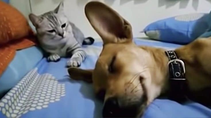 After Sleeping Dog Farts Cat Smacks Him On The Head | Country Music Videos