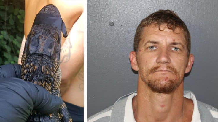 Florida Man Arrested After Live Gator Found In Front Seat | Country Music Videos