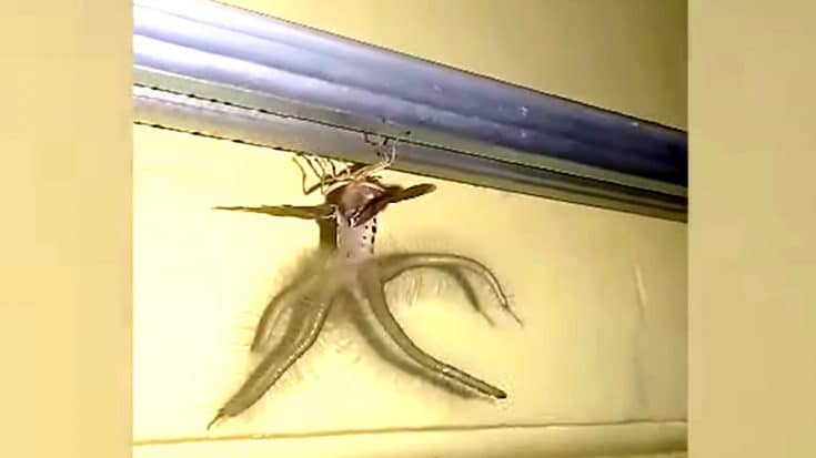 “Alien” Creature Invades Man’s Home | Country Music Videos