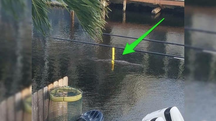 Florida Crocodile Spotted Floating On Pool Noodle | Country Music Videos
