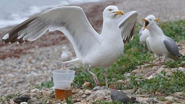 Seagulls Spotted Getting Drunk, Vomiting And Boldly Taking Peoples Food | Country Music Videos