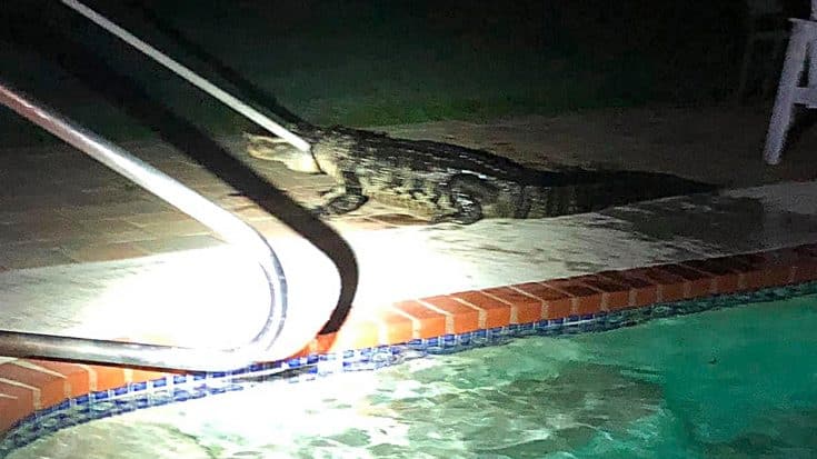 Mom Of 3 Finds 7-Foot Alligator In Kids’ Pool | Country Music Videos