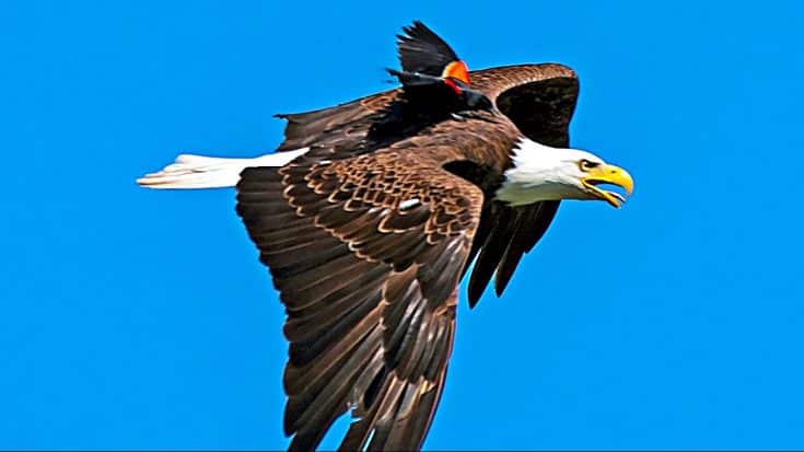 Photographer Captures Red-Winged Blackbird Attacking Eagle | Country Music Videos