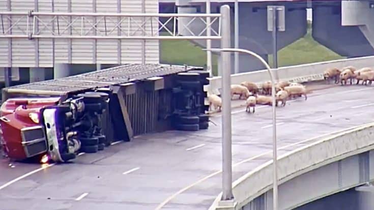BREAKING NEWS: Truck Flips Over On Interstate Killing 100 Pigs – Here’s What We Know | Country Music Videos