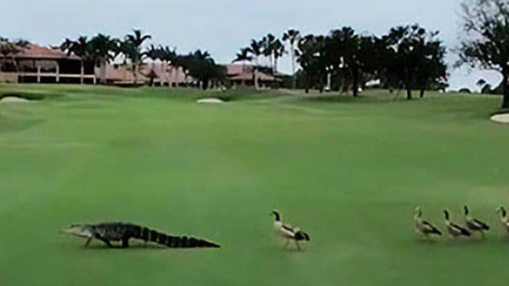 Video – Geese Gang Up On Gator & Chase It Off Golf Course | Country Music Videos