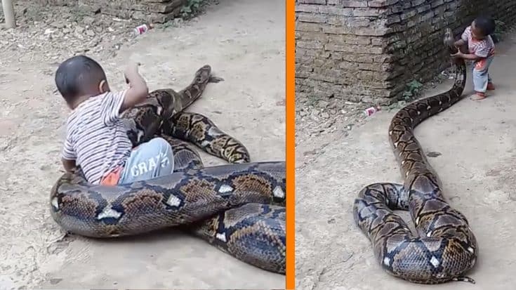 Toddler Plays On Giant Snake While Parents Film It | Country Music Videos