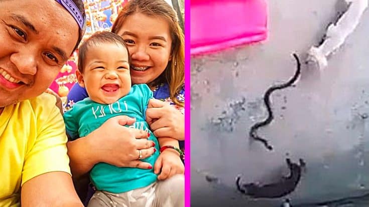 Dog Sacrificed Own Life To Save Baby From Cobra – Security Camera Caught Everything | Country Music Videos