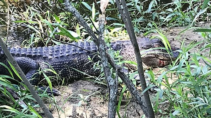 Michigan Man Kills Alligator After It Lunges After Him | Country Music Videos