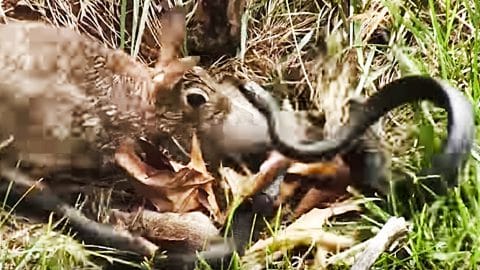 mother rabbit attacking babies
