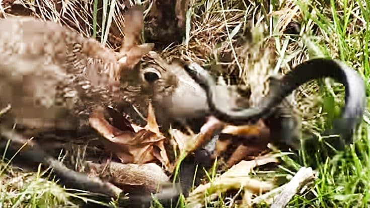 Angry Mama Rabbit Fights Snake After It Attacks Her Babies | Country Music Videos