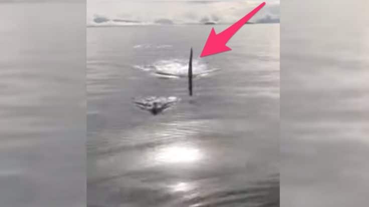 Video Shows Killer Whale Swim At Boat & Steal Fish Right Off Line | Country Music Videos