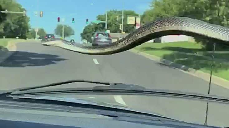 Snake Slithers Onto Man’s Windshield, Uses Wipers To Launch It Off | Country Music Videos
