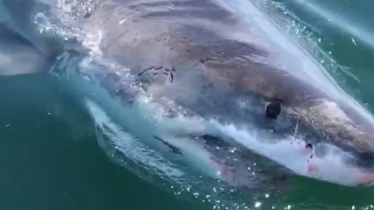 20-Foot Shark Eats Whale, Then Tries To Bite Man’s Boat | Country Music Videos