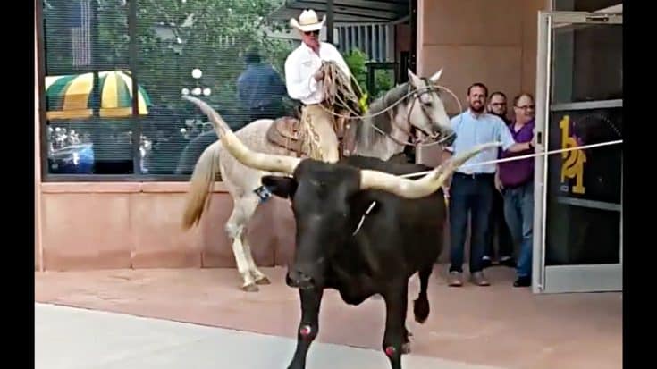 Longhorn Breaks Into Office Building, Two Cowboys Come To The Rescue | Country Music Videos