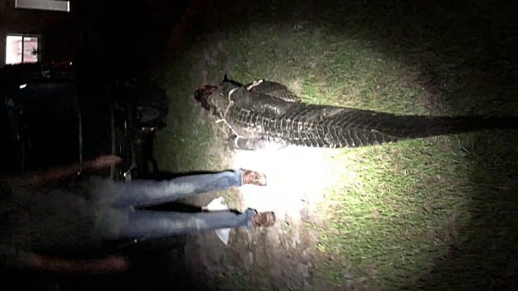 Dog Gets Attacked By Alligator And Owner Jumps Into Water To Save It | Country Music Videos