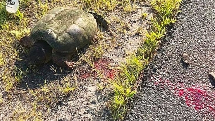 Giant Snapping Turtle Hit By Car Gets Saved By Biker | Country Music Videos