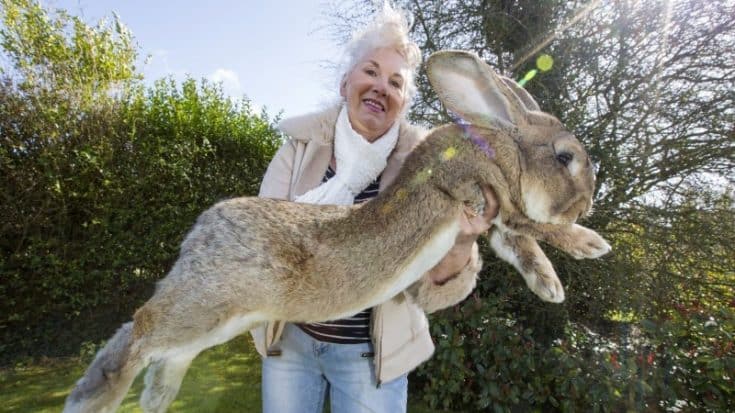 The Largest Rabbit On The Planet Weighs 49 LBS & Is Over 4 Feet Long | Country Music Videos