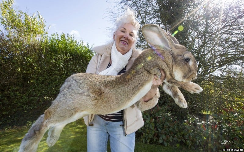 The Largest Rabbit On The Planet Weighs 49 LBS & Is Over 4 Feet Long | Country Music Videos