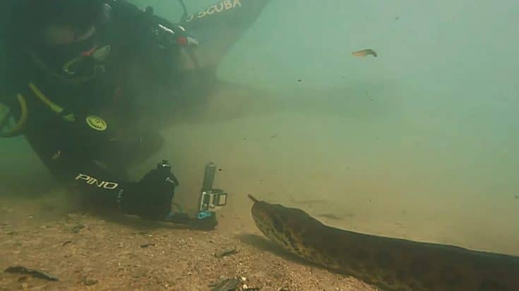 Diver Films Swimming With The Largest Living Snake On The Planet | Country Music Videos