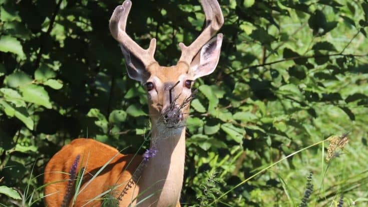 Deer Spotted With Arrow In Its Skull | Country Music Videos
