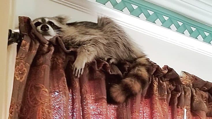 Raccoon Breaks Into Texas Judge’s House, It Takes 20 Hours To Remove It | Country Music Videos