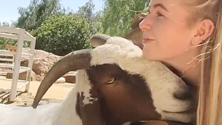 Goat Tries To Cuddle When Musician Plays Guitar And Sings | Country Music Videos