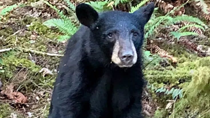 Wildlife Authorities Kill Baby Bear After Tourist Feed & Take Selfies With It | Country Music Videos