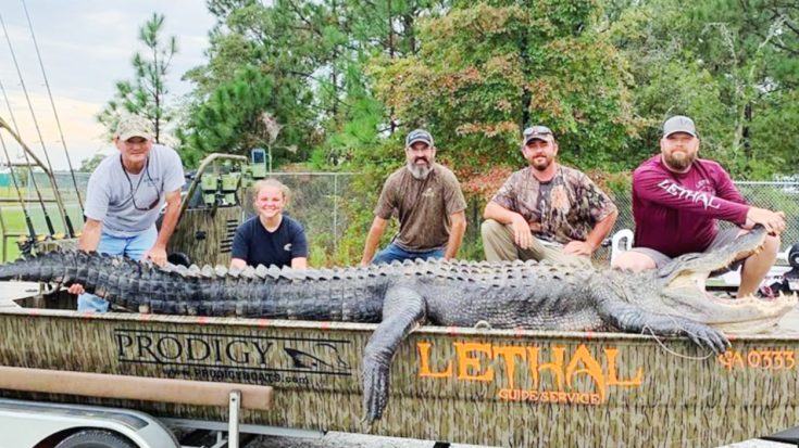 Man Catches 700lb, 14-Foot Gator In Georgia In September | Country Music Videos