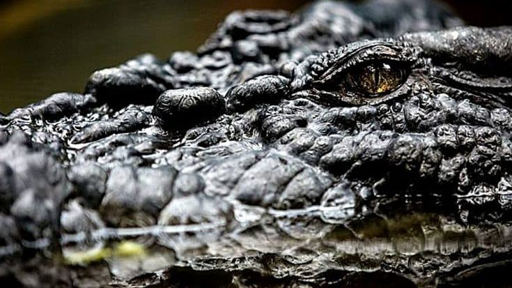 World’s Largest Crocodile Living In A Zoo Is 18 Feet Long | Country Music Videos