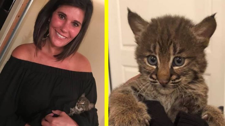 Woman Rescues Bobcat Thinking It Was A Kitten | Country Music Videos