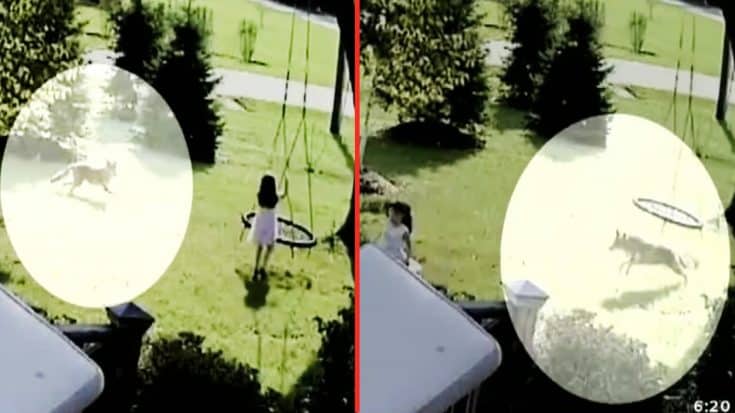 Coyote Chases 5-Year-Old Girl Playing In Front Yard, Mom Says She Was Unharmed | Country Music Videos