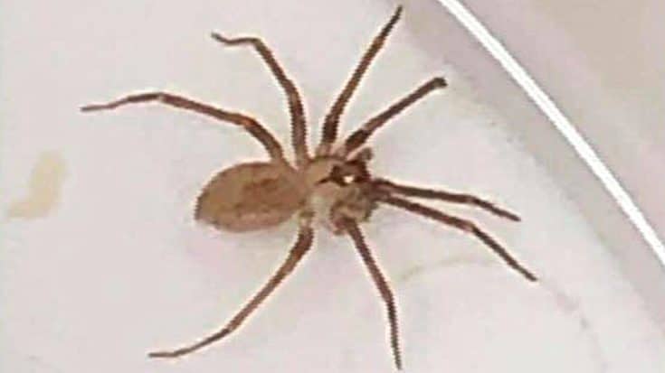 Doctors Find Brown Recluse Spider In Woman’s Ear | Country Music Videos
