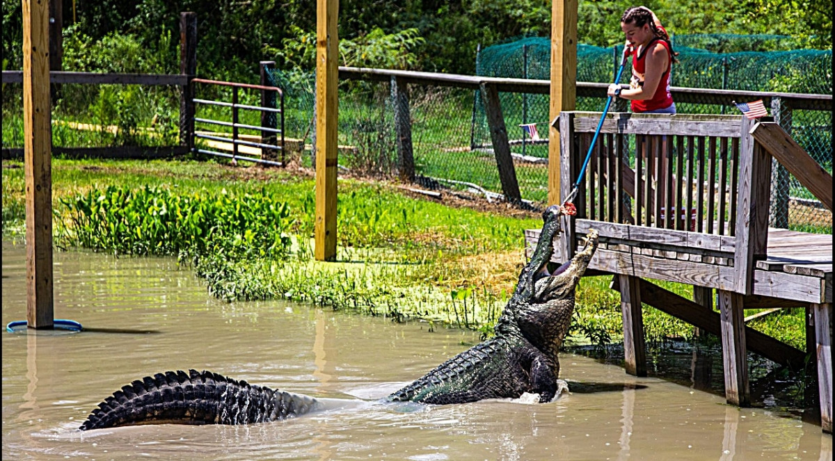 Largest Alligator In The U.S. Escaped After Tropical Storm Imelda