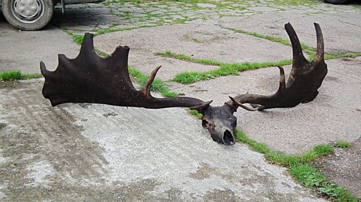 Fishermen Reel In 10,500-Year-Old Irish Elk Antlers | Country Music Videos