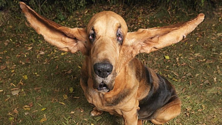 World Record For Longest Ears Ever Goes To This Bloodhound | Country Music Videos
