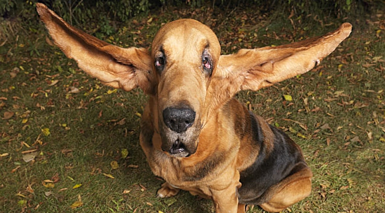 World Record For Longest Ears Ever Goes To This Bloodhound - Country Rebel  - Unapologetically Country