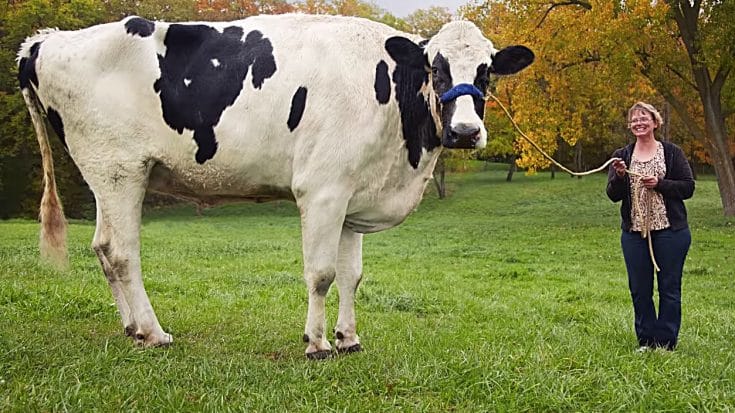 Introducing Blosom, The Tallest Cow On The Planet – Stands At 6 Feet 2 Inches Tall | Country Music Videos