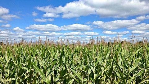 Naked Man Holding Beer Runs From Cops Into Cornfield, They Bring In ...