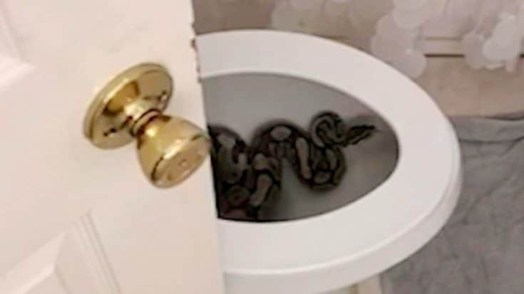 4-Foot Snake Found In Houston Airbnb Toilet | Country Music Videos