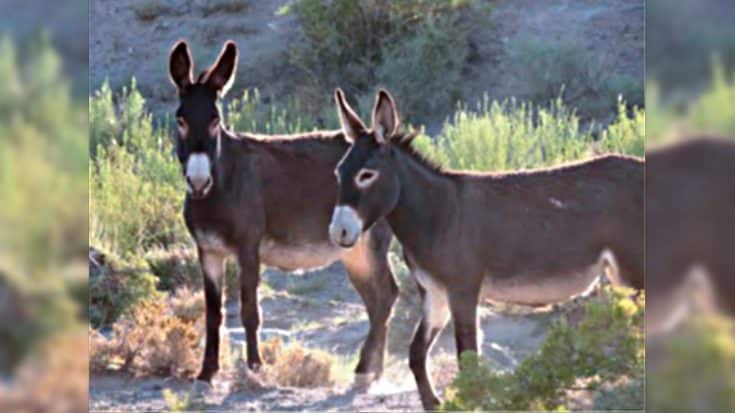 $50k Reward Offered After Over 40 Wild Burros Killed In Mojave Desert | Country Music Videos
