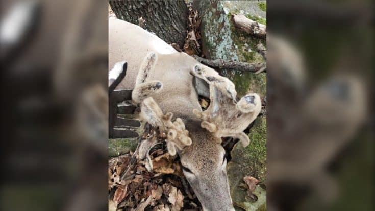 Oklahoma Hunter Bags A Doe With Antlers – The “Deer Of A Lifetime” | Country Music Videos