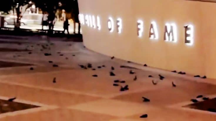 300+ Birds Killed After Flying Into NASCAR Hall Of Fame | Country Music Videos