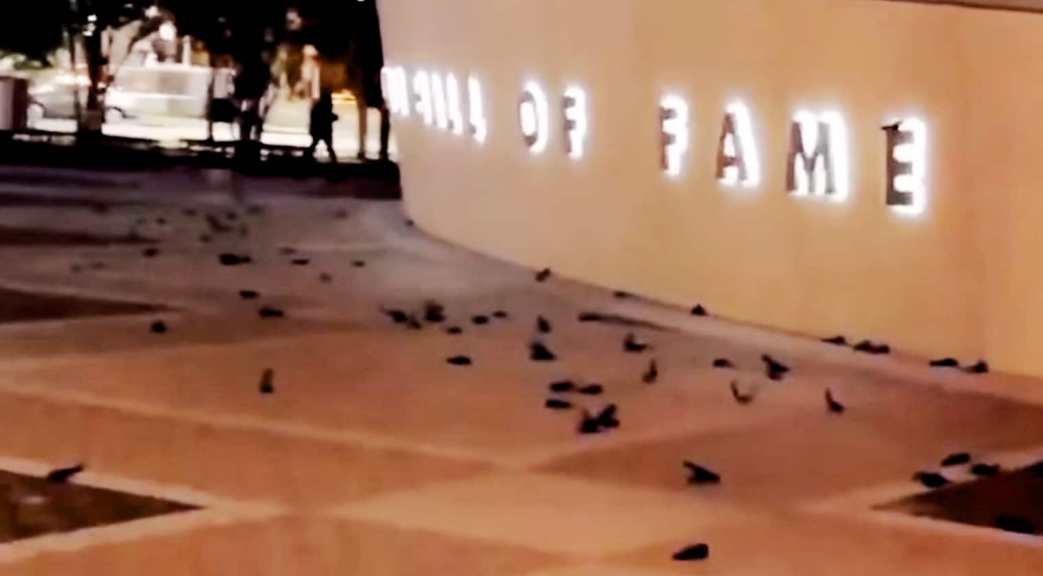 300+ Birds Killed After Flying Into NASCAR Hall Of Fame | Country Music Videos