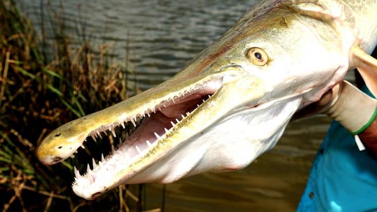 8-Foot, 327-LB Alligator Gar Caught In 2011 Holds World Record | Country Music Videos