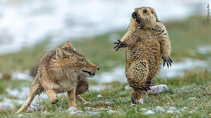 Photo Of A Fox Startling A Marmot Wins Wildlife Photographer of the Year 2019 | Country Music Videos