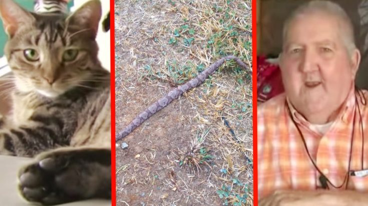 81-Year-Old Sleeps In Tennessee Home While Cat Protects From Venomous Snake | Country Music Videos