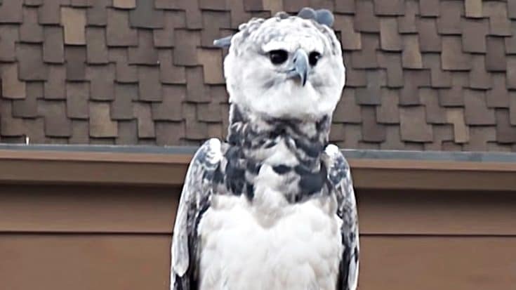 The Harpy Eagle Is So Big…Many Think It’s A Person In A Costume | Country Music Videos