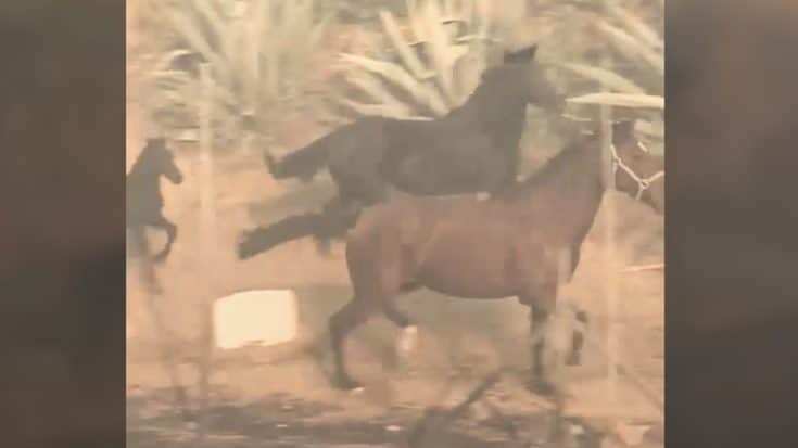 Horse Runs Back Into SoCal Fire To Lead Other Horses To Safety | Country Music Videos